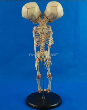 Človekove Novo rojen dvojno glavo baby anatomija kosti lobanje anatomski možganske anatomije Izobraževanje Anatomski Model Študija Prikaz Modela