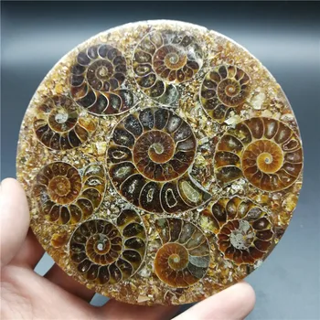 Ammonite Fosilnih Rezina Plošče Natura Shell a compassl MADAGASKAR FOSILNIH PRIMERKOV ZDRAVLJENJE dekoracijo znanja
