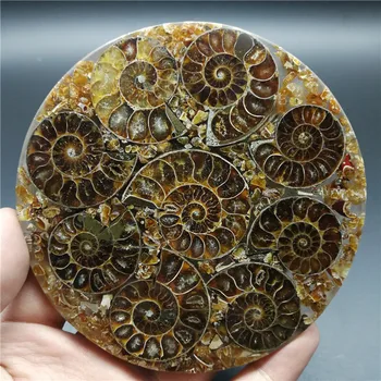 Ammonite Fosilnih Rezina Plošče Natura Shell a compassl MADAGASKAR FOSILNIH PRIMERKOV ZDRAVLJENJE dekoracijo znanja