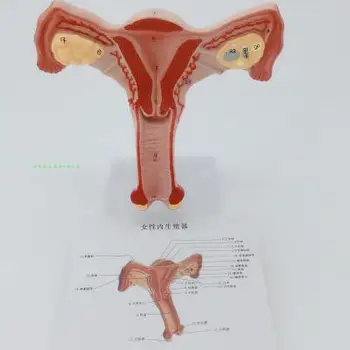 Ženske reproduktivne maternice model, vaginalne jajčnikov model, zdravo poučevanja plesni patološke spremembe znanstvenih PRIPOMOČKOV za poučevanje