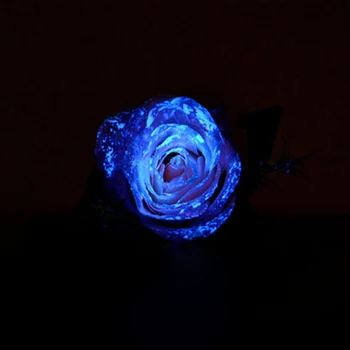 Žareti v Temno Fluorescentni Prašek Sije za DIY Nohtov Doma Stranka Dekoracijo 10g Temno Modra, Fosfor Pigment Svetlobna v Prahu