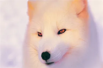 5d diamond slikarstvo Živali arktična lisica, pes polni sveder kvadratnih diamond vezenje Navzkrižno šiv okrasnih Poroka dekoracija