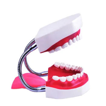 1 Kos Zob Model Krtačo poučevanja in Ustno Nego za Otroke 5-Krat