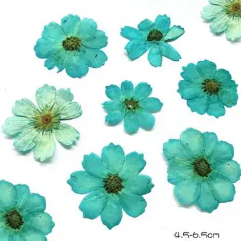10pcs/veliko Gerbera Posušeno Cvetje Konzervirane Cvet Pribor za DIY Vzorcu Kartico Pritisnete Cvet Obrti